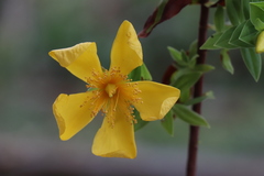 Hypericum mysurense